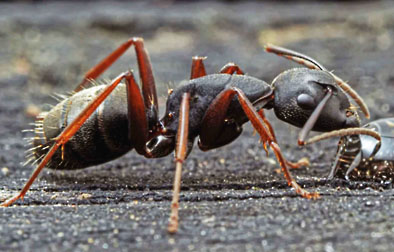 western black carpenter ant graphic